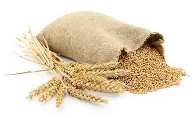 Forraje Trigo