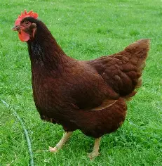 Venta Gallina Cacera